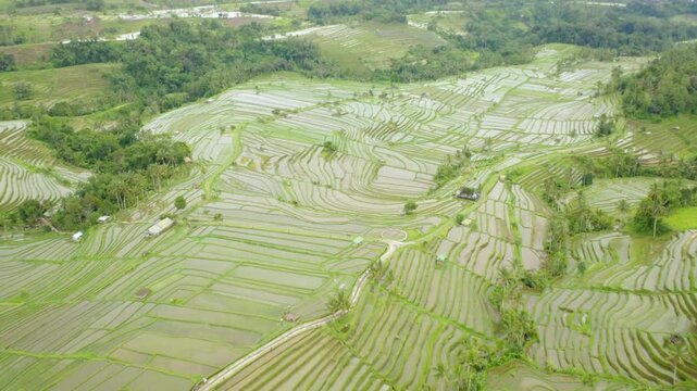 Aerial view of the lush green rice terraces in bali, indonesia