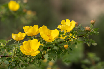Turkey - Cappadocia - Wild Yellow Rose Flowers