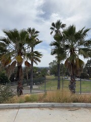 palm trees on the beach in spain