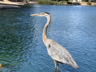great blue heron ardea cinerea