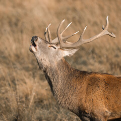 red deer stag © Bartosz
