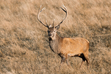 red deer buck