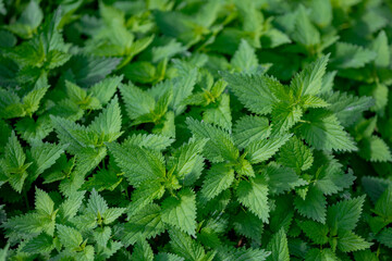 Selective focus green leaves of Urtica dioica (often known as common nettle) Stinging nettle is a herbaceous perennial flowering plant in the family Urticaceae, Natural pattern texture background.