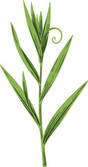Obraz premium Green grass blade plant illustration with simple natural style and detailed leaf texture vector graphic 