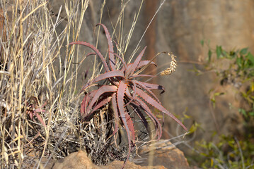 Wild Aloe plant growing in Blyde River Canyon, South Africa.