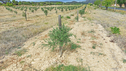 Plantation de très jeunes oliviers.
