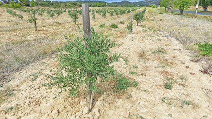 Plantation de très jeunes oliviers.