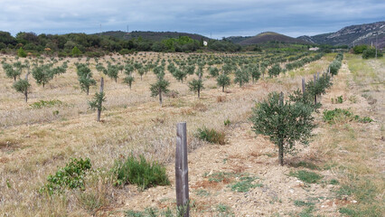 Plantation de très jeunes oliviers.