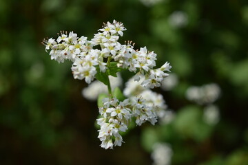 蕎麦畑 小さな白い花