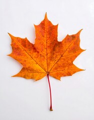 Vibrant autumn leaf (1)