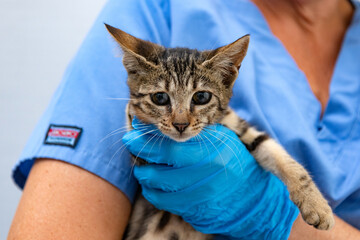 Adorable Kitten During Health Check. Compassionate Vet Holding Pet Gently.