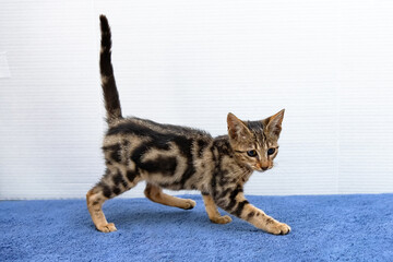 Spotted Savannah cat steps with confidence. Wild look meets domestic charm.