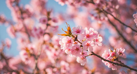 Obraz premium Delicate pink cherry blossoms blooming in vibrant spring, bathed in soft sunlight against a blurred background.