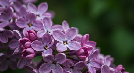 Delicate lilac blossoms, a whisper of spring's gentle arrival, soft focus showcasing their exquisite purple hues.