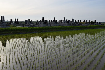 水田の中の集団墓地
