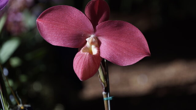 La imagen muestra una orqu&iacute;dea Phragmipedium Fritz Schomburg. 