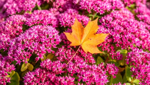 Vibrant autumn leaf amidst a profusion of pink flowers