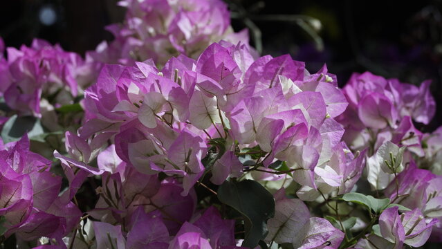 La imagen muestra una Buganvilla (Bougainvillea glabra), tambi&eacute;n conocida como Santa Rita o Flor de Papel. 