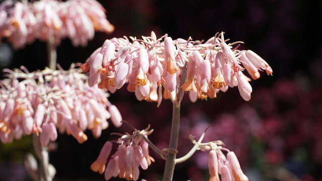 La imagen muestra una Kalanchoe fedtschenkoi, tambi&eacute;n conocida popularmente como _Vieira lavanda_. 