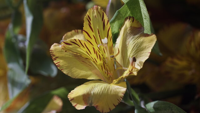 La imagen muestra una flor de Alstroemeria, tambi&eacute;n conocida com&uacute;nmente como _lirio del Per&uacute;_ o _lirio de los Incas_. 