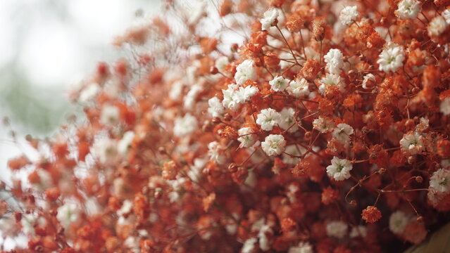 La imagen muestra un ramo de Gypsophila, com&uacute;nmente conocida como _velo de novia_ o _paniculata_. _1
