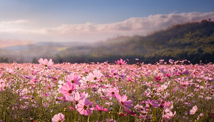 Fototapeta premium Soft Pink Cosmos Flower Field Creates A Dreamy Pastel Bloom In A Serene Landscape During A Gentle Spring Morning