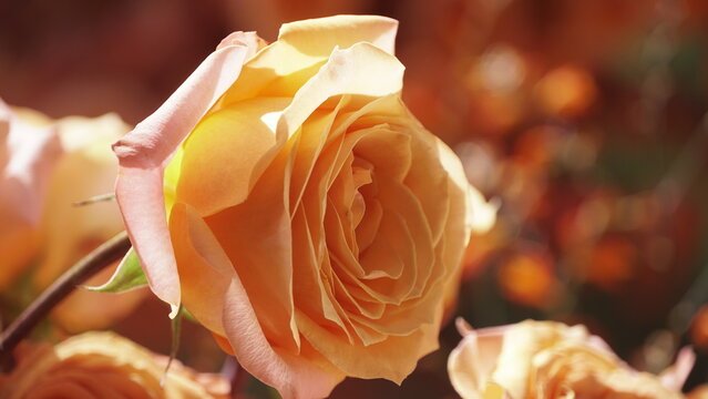 La imagen muestra una rosa de jard&iacute;n, espec&iacute;ficamente una rosa h&iacute;brida de t&eacute; o una floribunda. 