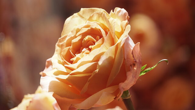 La imagen muestra una rosa de jard&iacute;n, espec&iacute;ficamente una rosa h&iacute;brida de t&eacute; o una floribunda. 