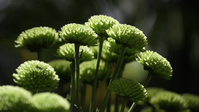 La imagen muestra crisantemos (Chrysanthemum morifolium), tambi&eacute;n conocidos como margaritas de florister&iacute;a o _mums_ de jard&iacute;n. 
