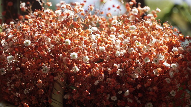 La imagen muestra la flor conocida popularmente como Gypsophila o Velo de Novia (Gypsophila paniculata).  