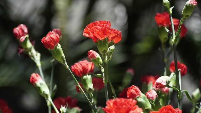 La imagen muestra claveles rojos, que son flores con un rico simbolismo. 
