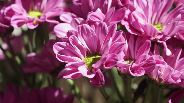La imagen muestra un Crisantemo (Chrysanthemum morifolium) . 