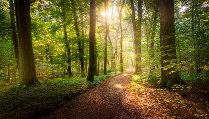 Obraz premium A Serene Forest Scene With Sunlight Filtering Through Tall Trees Casting A Warm Glow On A Winding Path The Ground Is Covered With Lush Greenery And Fallen Leaves Creating A Tranquil Atmosphere