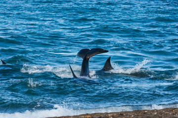 Obraz premium Killer Whale, Orca, hunting a sea lion pup, Peninsula Valdes, Patagonia Argentina