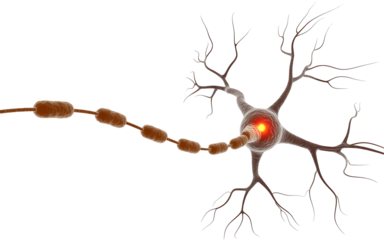 Detailed neuron cell illustration showing myelin sheath, useful for illustrating neurological processes, health, medicine and educational materials for science
