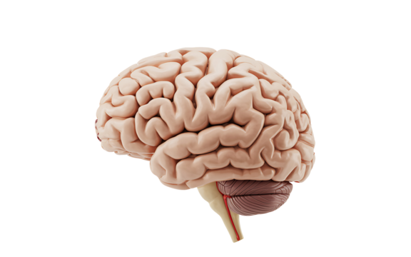 Detailed anatomical rendering showcasing the human brain, a captivating visual for medical illustration, science education, and cutting-edge neuroscience research projects