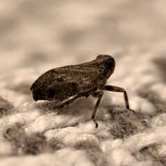 Globe-Eyed Weevil's Enigmatic Stare: Tiny Armored Wanderer on Fluffy White Expanse