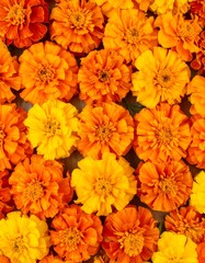 Vibrant marigold blossoms