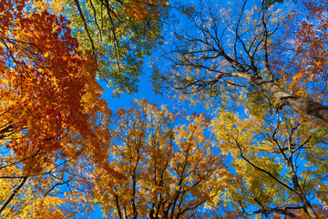 Nature in autumn. Fall weather outdoor. Leaves in autumn nature forest. Fallen leaves. Sunny day. Autumn nature forest. Orange and yellow fall leaves. Fall season colors