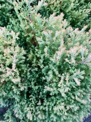 針葉樹の葉のアップ