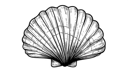 Detailed black and white seashell drawing