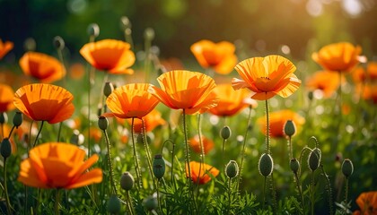 Vibrant orange poppies in a sunny field
