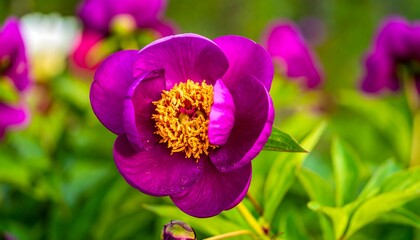 Vivid purple flower, golden center