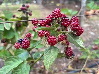 Cluster of ripening red blackberries on vine