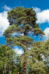 A tall pine tree reaches for the sky, its green needles contrasting with the bright blue and white clouds. Nature's beauty on display.