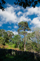 A tall pine tree stands out against a blue sky with fluffy clouds, framed by other trees and a stone wall. Nature's beauty on display.