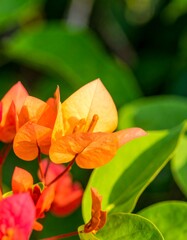 Vibrant orange and peach flowers in a garden