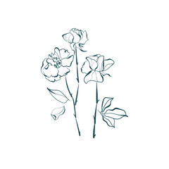 rose flower line art isolated vector illustration