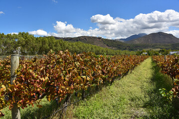 Africa- Large Format Panoramic Landscape of Autumn Vineyards in South Africa
