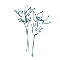 crocus flower line art isolated vector illustration